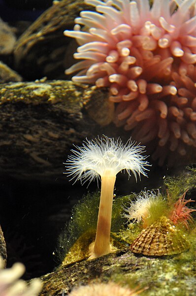 File:Stralsund, Ozeaneum, im Aquarium (2011-02-15) n.JPG