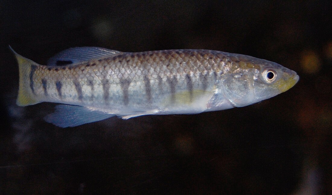 Fundulus majalis