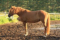 State Horse of the Finnish Republic