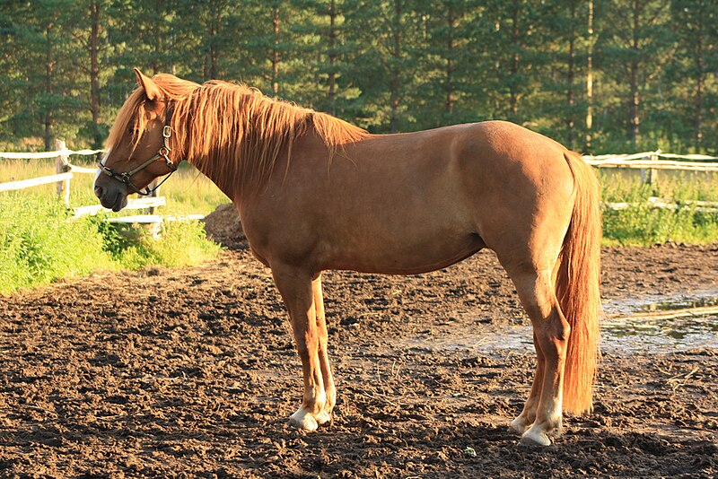 File:Suomenhevonen - Finnhorse 2.jpg