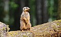 * Nomination Meerkat (Suricata suricatta), domaine du Pescheray, France --Clément Bardot 07:29, 14 October 2022 (UTC) * Promotion  Support Good quality. --Poco a poco 07:32, 14 October 2022 (UTC)