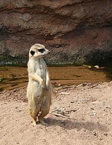 One of the Suricates at the Zoo Suricate Mitchell Park.JPG