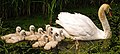 Swan with nine cygnets 3.jpg