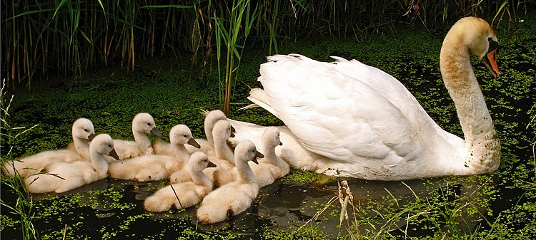 Взрослая самка шипуна (Cygnus olor) и девять птенцов