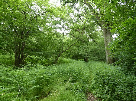 Swanton Novers Wood 7