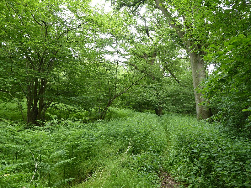 File:Swanton Novers Wood 7.jpg