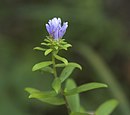 Symphyotrichum oblongifolium 23524189.jpg