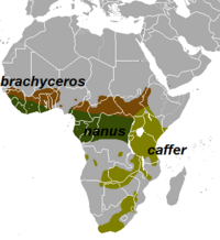 Distribución de Syncerus caffer