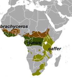 Distribució de les diferents subespècies de búfal africá.