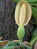 Syngonium podophyllum02.JPG