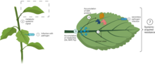 Systemic response after pathogen infection. Systemic response after pathogen infection.png