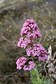 Centranthus ruber