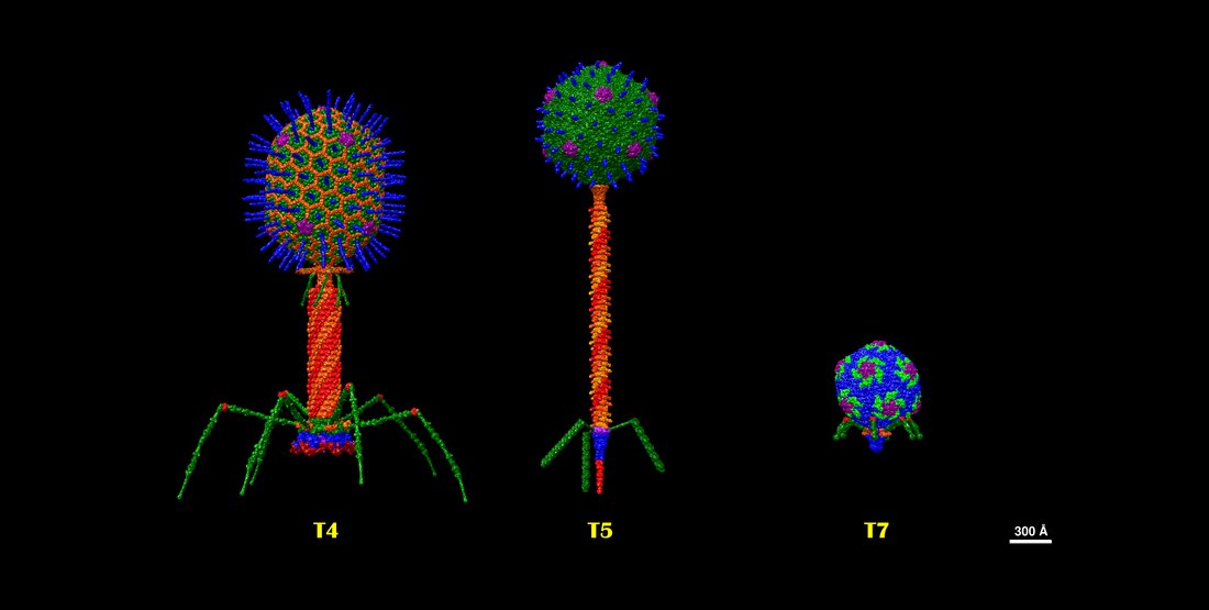 Caudoviricetes