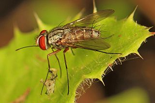 <i>Prosenoides flavipes</i> Species of fly