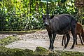 Lowland anoa