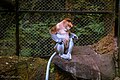 Proboscis monkey