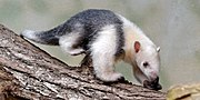 Southern tamandua Tamandua tetradactyla qtl1-2.jpg