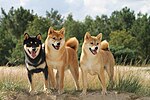 Vorschaubild für Shiba