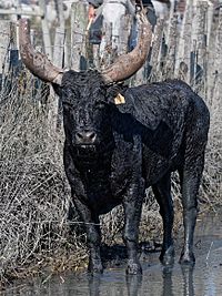 Taobar de race Camargue, cropped.jpg