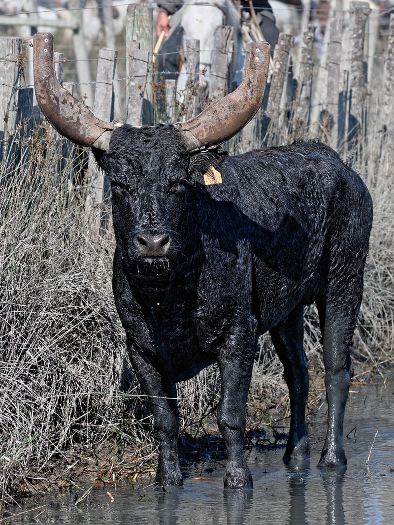 Camargue cattle - Wikipedia