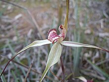 Laba-Laba Cokelat Orchid.JPG