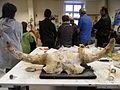 Atelier de taxidermie au Centre de conservation d’Histoire Naturelle Muséum Cuvier de Montbéliard.