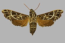 Temnora mirabilis, самка, верхняя сторона. Кения, Хойсбридж (радиус 5 миль) .jpg