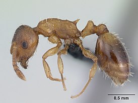 Temnothorax nylanderi