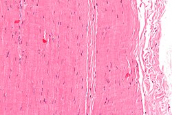 Vətər lifinin mikroskopik görüntüsü