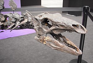 Stegosauria