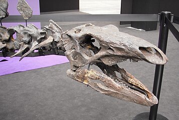 Stegosauruksen aivot sijaitsivat sen pienessä päässä.