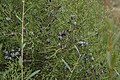 Foliage and cones, Agnie, Haut Atlas, Morocco