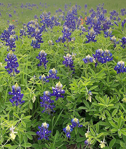 File:Texas bluebonnets on a roadside in Oklahoma.jpg