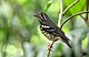The Ashy Ground Thrush perched on a small branch in the Philippines.jpg