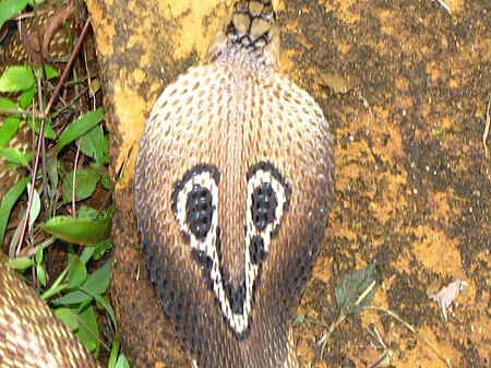 The Common Indian Cobra or Spectacled Cobra 35.JPG