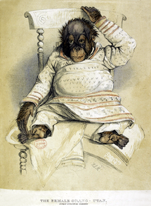 Sketch of the female orangutan known as Jenny sitting in a chair