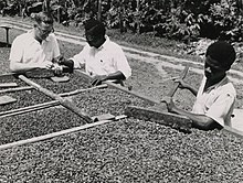 Harvest processing of Cocoa beans in Ghana in the 20th century The National Archives UK - CO 1069-46-5.jpg