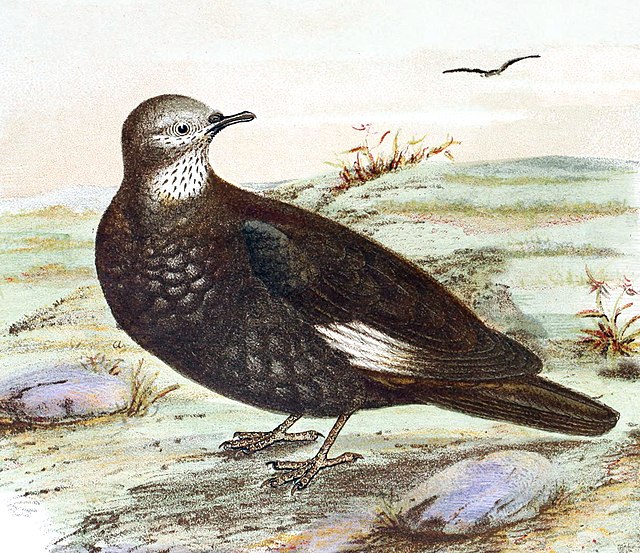 Description de l'image The birds of Australia (16839236676) (cropped).jpg.