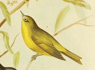 <span class="mw-page-title-main">Canary white-eye</span> Species of bird