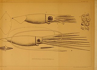 <i>Sthenoteuthis</i> Genus of squids