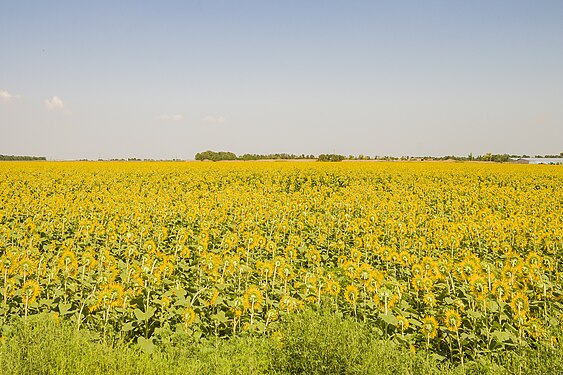 The sunflower field. Rostov region, Neklinovsky district. MG 1959