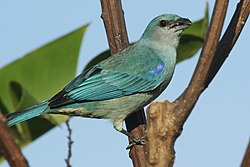 Thraupis cyanoptera -Morretes, Parana, Brazilië-8.jpg