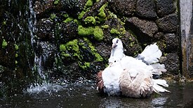 Three Dove Near Mini Waterfall