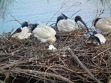 The Gwydir wetlands are an important breeding site for Australian white ibises