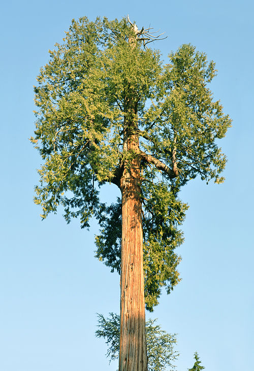 Thuja plicata