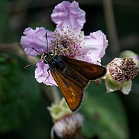 Essex Skipper