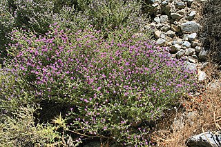 <i>Thymus capitatus</i> Species of flowering plant