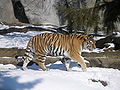 Amūrinio tigro (Panthera tigris altaica) porūšis.