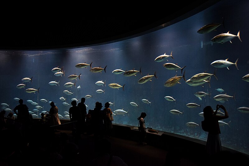 File:Tokyo Sea Life Park (28422846114).jpg