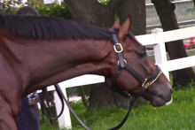 Tonalist after the Belmont Tonalist Belmont07.png